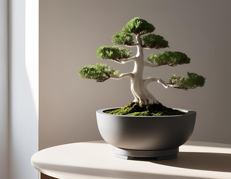 Pot à bonsaï minimaliste avec coupelle - vue 1