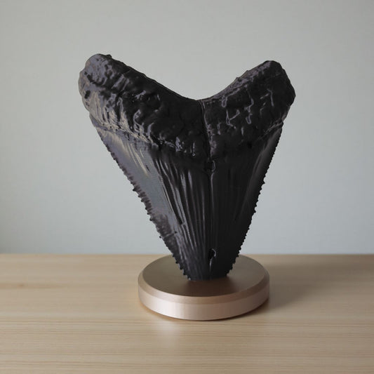 Fossile décoratif « Dent de Mégalodon » - vue 1